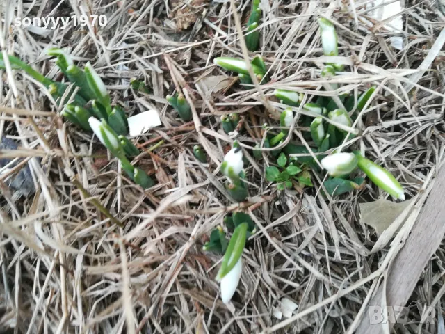 2025г-КОКИЧЕНЦА С ЛУКОВИЦИ В САКСИЯ С ПОЧВА 2701251600 , снимка 4 - Градински цветя и растения - 48849770