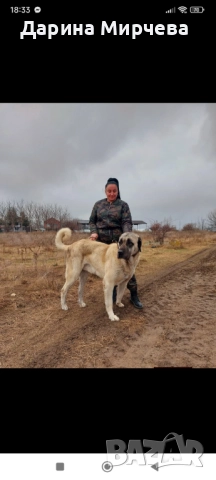 Турски Кангал , снимка 12 - Кангал - 52839191