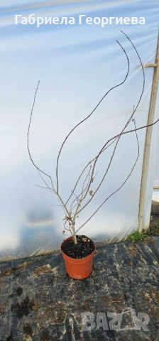 Японски клен/Acer palm. "Atropurpureum", снимка 2 - Градински цветя и растения - 53557675