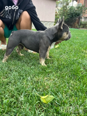 Мъжки френски булдог за разплод , снимка 5 - Френски булдог - 51306483