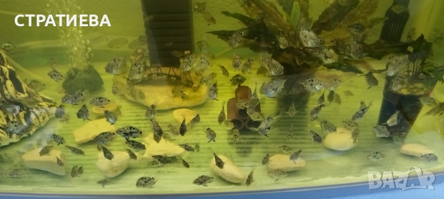 Цихлиди Син Папагал, снимка 6 - Рибки - 52932550