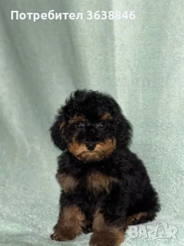 Той пудел, снимка 2 - Пудели - 50148682