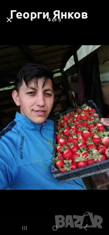 Ягоди, снимка 4 - Разсади - 53651366