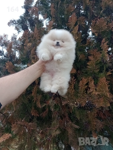 Прекрасно женско Померанче. Реални снимки от 24.01.26 г. 