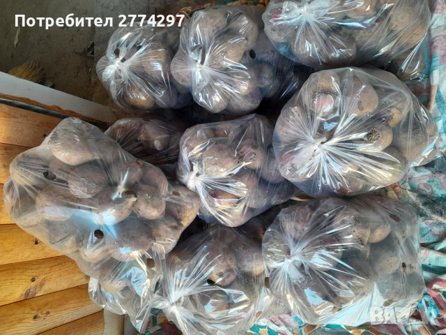 Салатно червено цвекло на едро ,Попово, снимка 2 - Други - 52909175