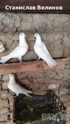 Продавам чифт бели пазарджишки гълъби , снимка 2 - Гълъби - 52857170