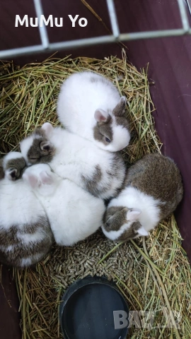 Декоративно зайче / заек, снимка 4 - Декоративни зайчета - 48443654