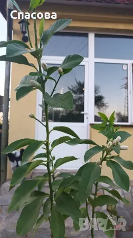 Лимон - Лимоново дръвче, снимка 2 - Градински цветя и растения - 41291782