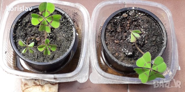 Четирилистна детелина, снимка 3 - Градински цветя и растения - 33037398