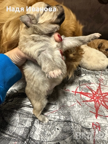 Немски шпиц, снимка 5 - Немски шпиц - 52687005