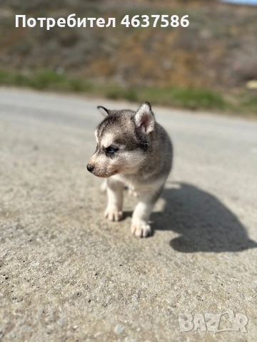 Сибирско Хъски, снимка 4 - Хъски - 53864097