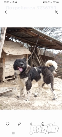 Българско овчарско куче , снимка 2 - Каракачанска овчарка - 52889713