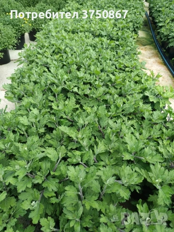 🌸🌹🌿 Едроцветна, нискостеблена, студоустойчива хризантема: