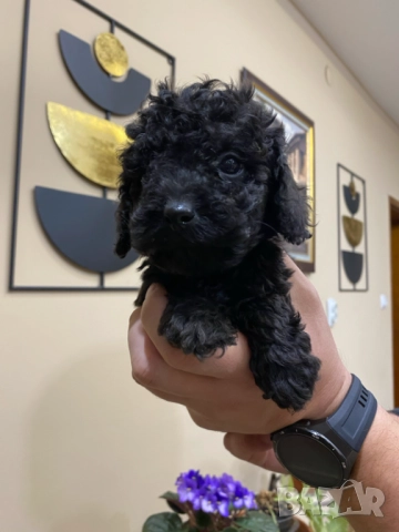 Пудел "мини" , снимка 7 - Пудели - 52250133