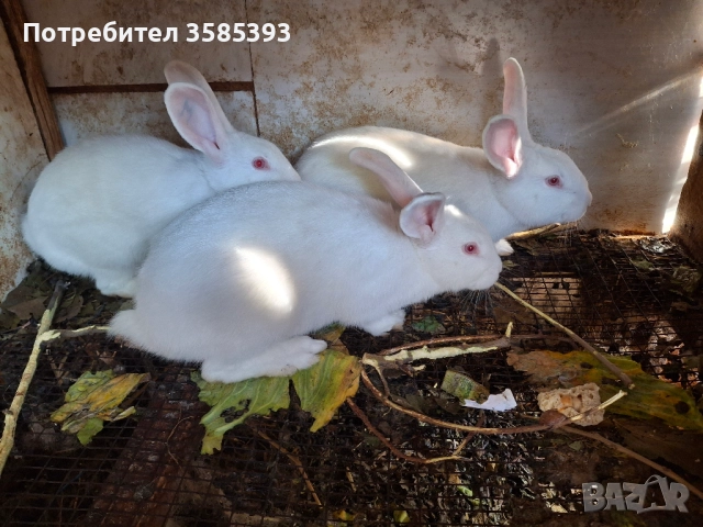 продавам зайци, снимка 3 - Други животни - 52657946