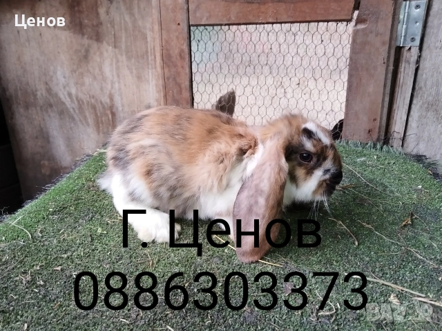 Продавам кочовати зайци., снимка 3 - Други животни - 53178167