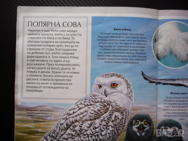 Полярните животни детска красиви рисунки бяла мечка пингвини морски лъв овцебик морж тюлени сова пан, снимка 4 - Детски книжки - 52637588