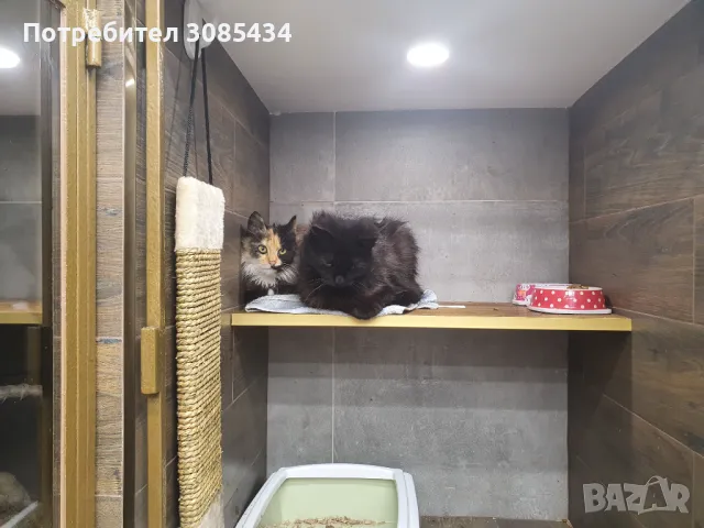 Хотел за котки София, снимка 5 - Други - 49785878