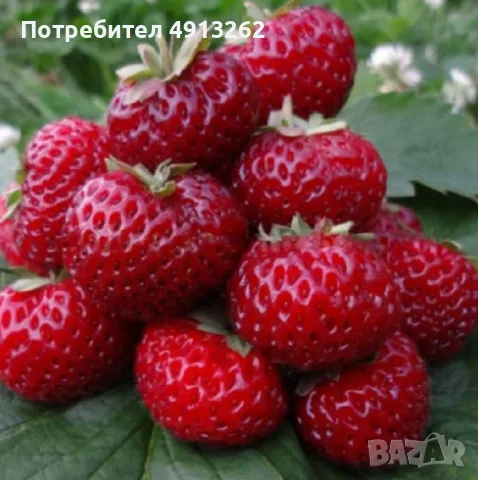 Стар, градински сорт ягоди МИЦЕ ШИНДЛЕР
