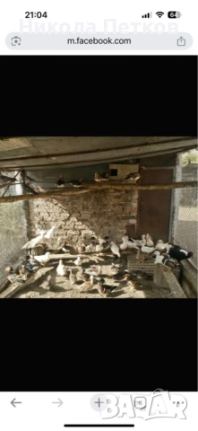 Патета мандаринки , снимка 2 - други­ - 51996210