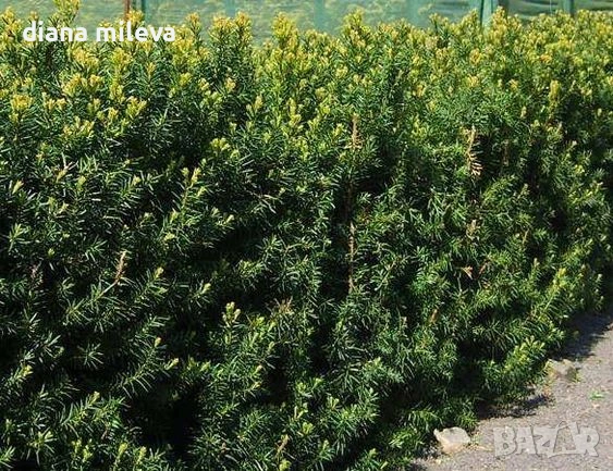 Тис, Taxus baccata, студоустойчив , снимка 2 - Градински цветя и растения - 53068902