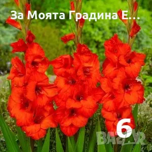 Гладиоли , снимка 6 - Градински цветя и растения - 49762560