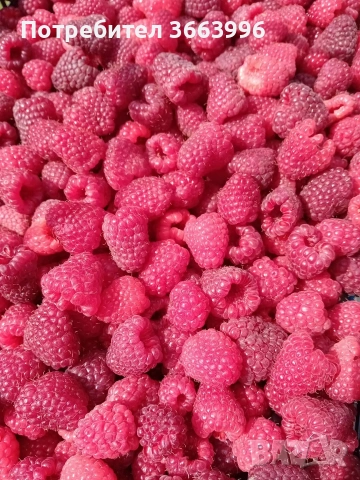 продавам фантастичен разсад ягоди и малини , снимка 10 - Разсади - 53688553