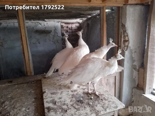 Бели и чернокрили пауни , снимка 2 - други­ - 52822811