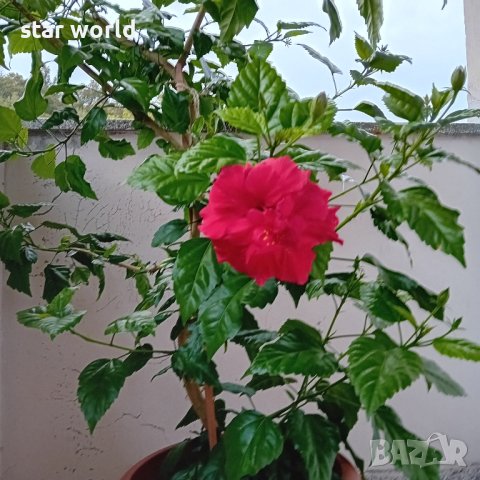 Продава китайска роза, снимка 2 - Стайни растения - 42449718