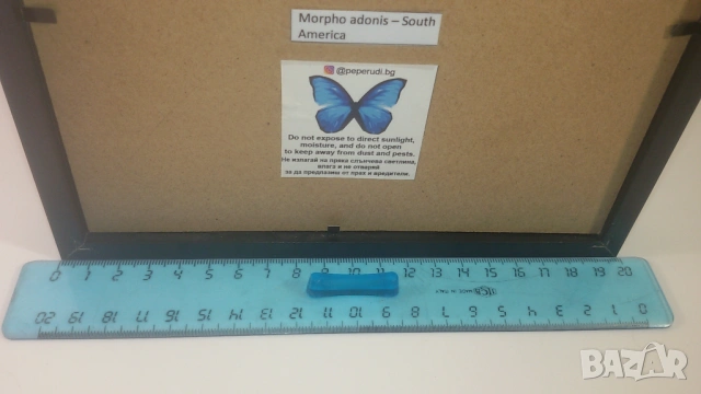 Пеперуда Morpho Adonis от Южна Америка, снимка 10 - Други - 53371940