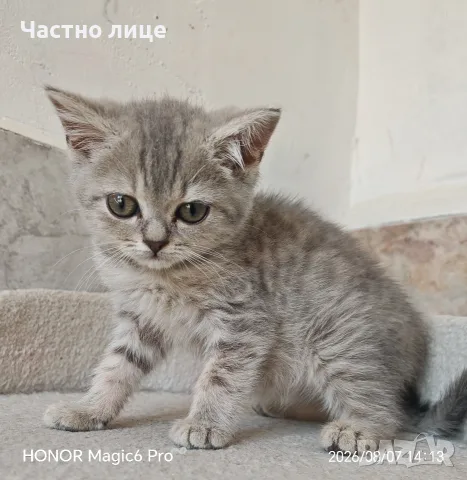 шотлански котета, снимка 3 - Британска късокосместа - 56150581