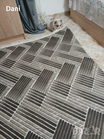 Mini Pomeran , снимка 9 - Померан - 52887662