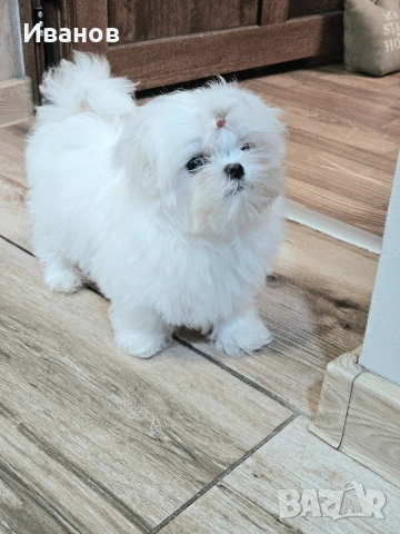 Малтийска болонка , снимка 3 - Болонка - 53599062