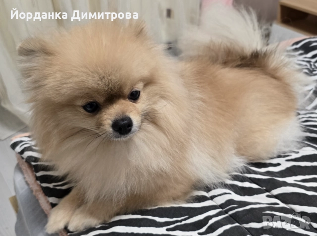 Търси се дом за Кари