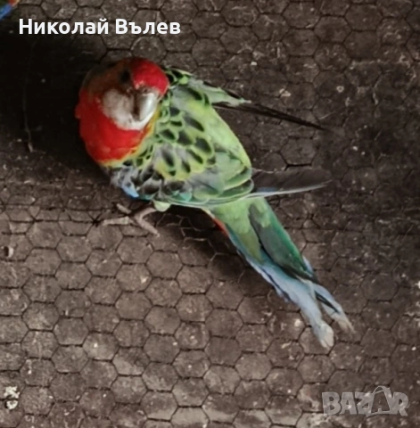 Женска пъстра розела, снимка 3 - Папагали - 53349392