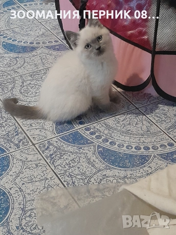 коте Регдол момче, снимка 1