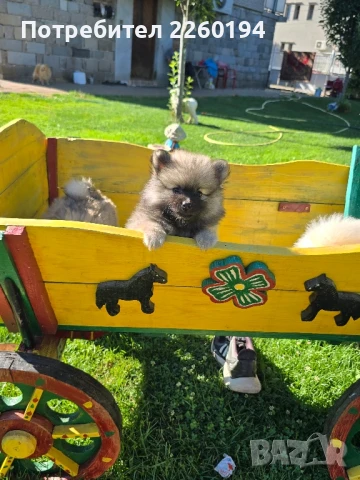 Померан Померанче , снимка 1