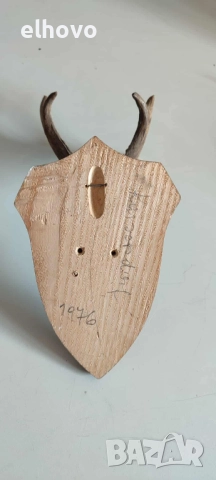 Еленови рога с череп#3, снимка 4 - Антикварни и старинни предмети - 52036157