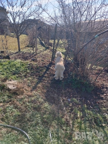 Кангал, снимка 7 - Кангал - 52077831