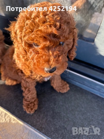 Мини пудел мъжко 