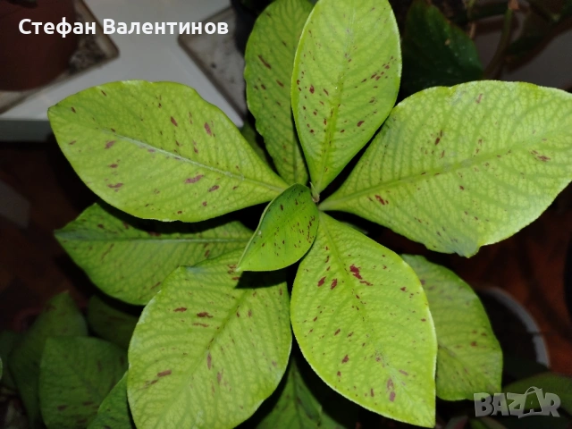 Еуфорбиякаучукова- саксийно растение. 