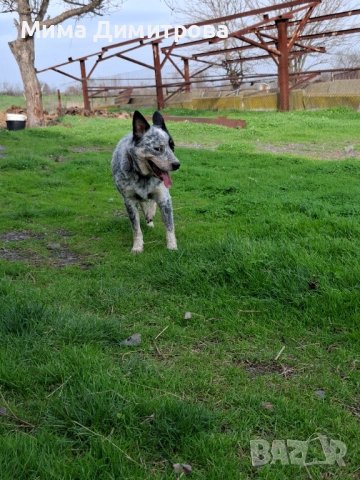 Продавам Кеталдог, снимка 3 - Други - 52574446