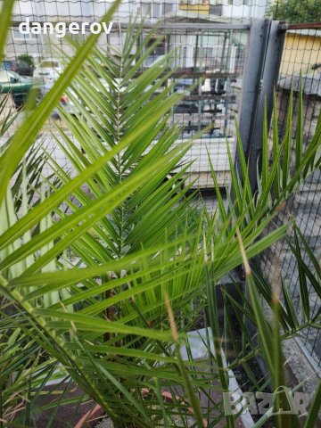 Канарска финикова палма, снимка 3 - Градински цветя и растения - 34582544