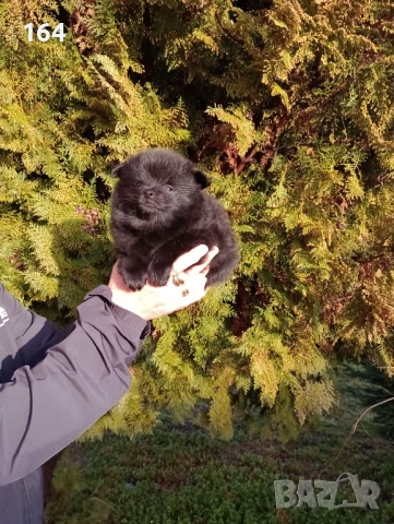 Померански Шпицове. Момче и момиче., снимка 4 - Шпиц - 53486789