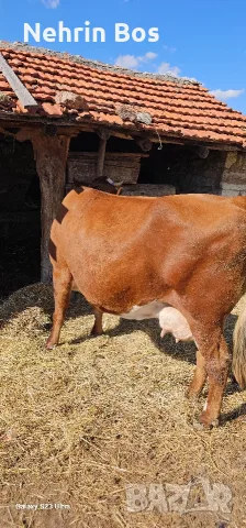 krava na 3 tele e zaplodena na7 meses imam traspot, снимка 3 - Крави - 56117827