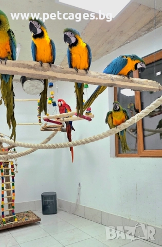 Синьо Жълта Ара - Бебета