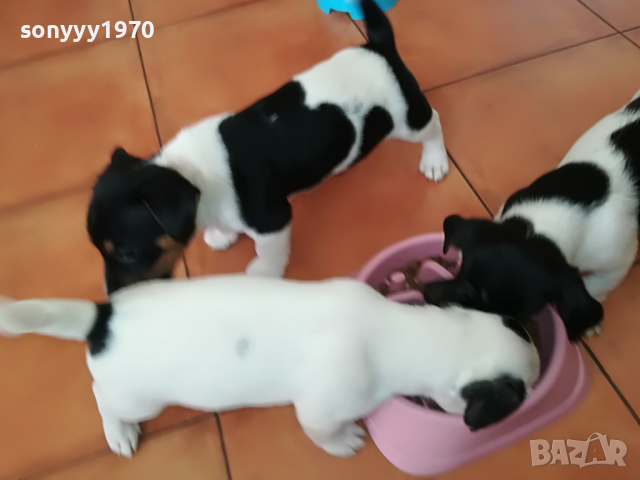 джакове по 350лв 0304221717, снимка 6 - Джак ръсел териер - 36329596