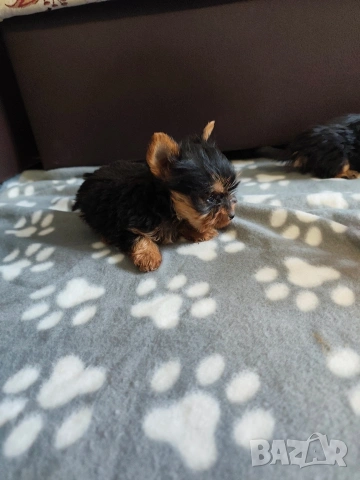 йоркширски териер , снимка 4 - Йоркширски териер - 53302767