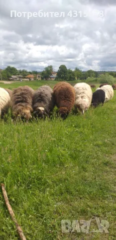 Продавам овце и агнета