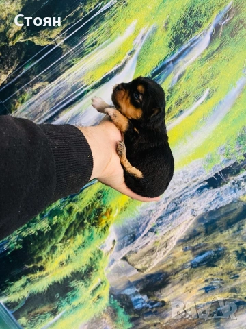 Продавам мини пинчери 